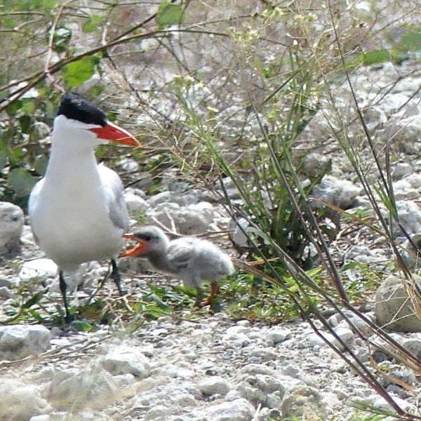 A Caspian tern with her chick settle on Port Tampa Bay's spoil island