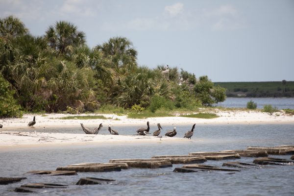 Various birds on a bird sanctuary island
