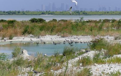 Port Tampa Bay concludes historically successful bird nesting season