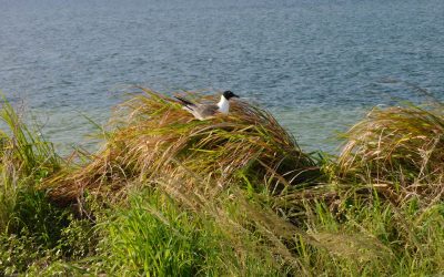 CEO Corner: Port Tampa Bay plays an important role in protecting nesting birds