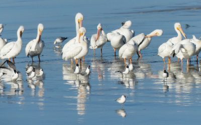 Port Tampa Bay & Partners Increase Critical Nesting Habitat for Protected Birds