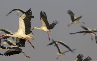2017 Migratory Bird Nesting Season