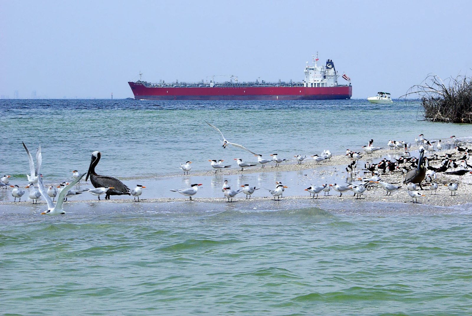 Related file birds-6d0488a4.jpg