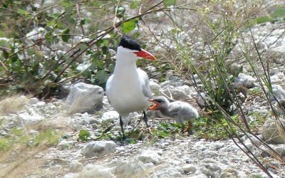 Port Tampa Bay helps protect thousands of migratory birds during nesting season