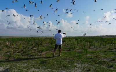 Port Tampa Bay reminds boaters to be mindful as migratory bird nesting season begins