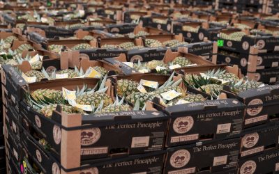 First Shipment Of Fresh Pineapples Arrive At Port Tampa Bay