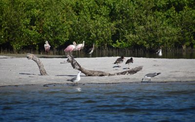 Port Tampa Bay prepares for a feathered influx, as we begin migratory birds nesting season